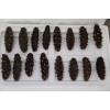 劃算的北京野生海參供應(yīng)，就在長海龍騰灣水產(chǎn)_沈陽野生海參廠家