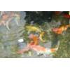 濟南市庭院景觀魚池水凈化比較好的生產廠家